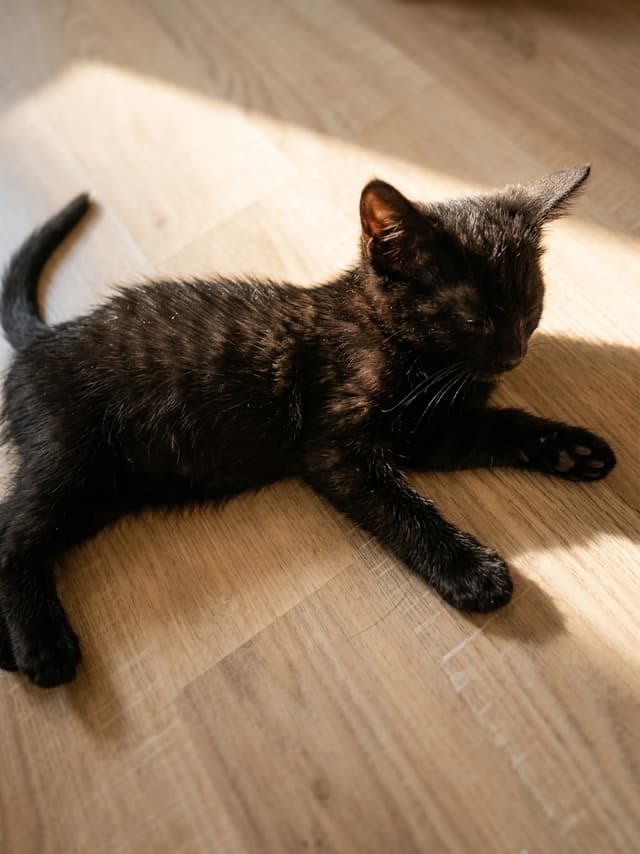 Myrtille