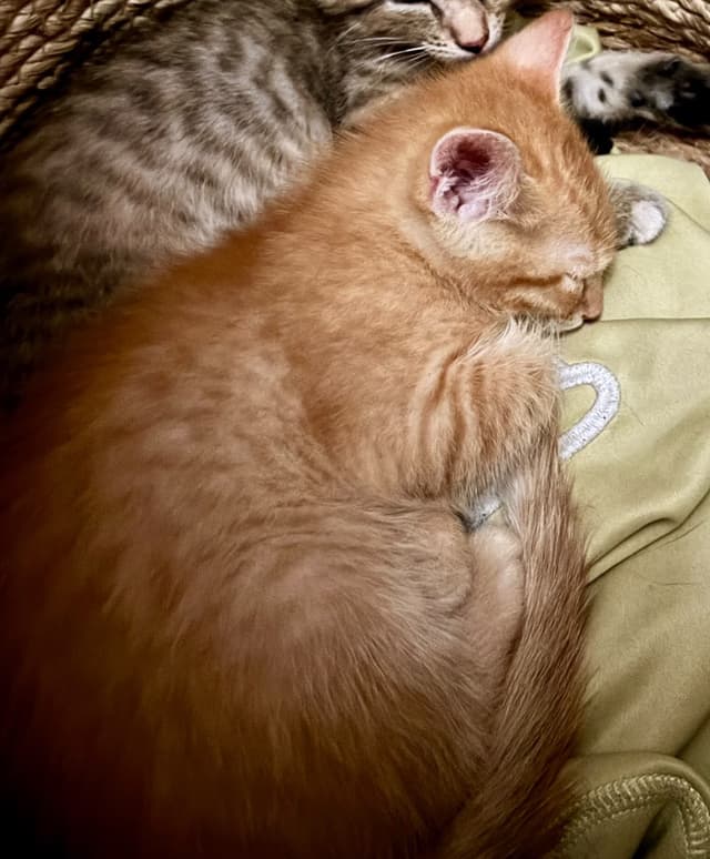 Simba