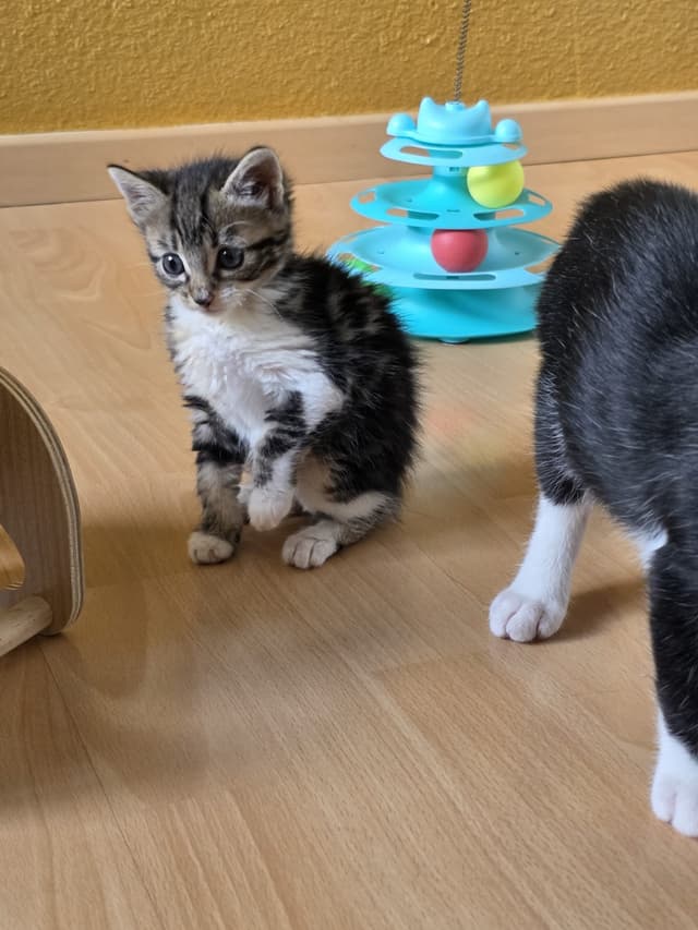 suki
