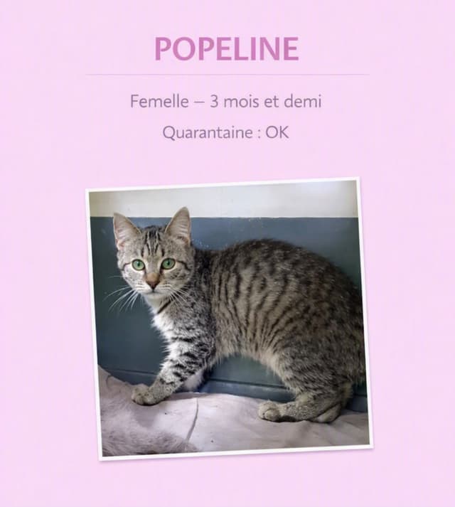 popeline