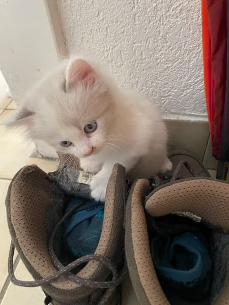 Yuki
