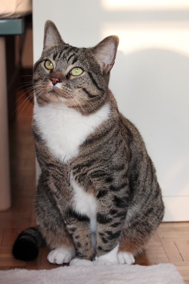 HUGO