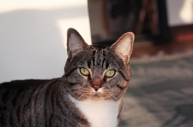 HUGO
