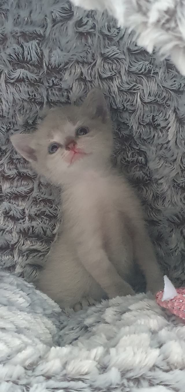 Mya