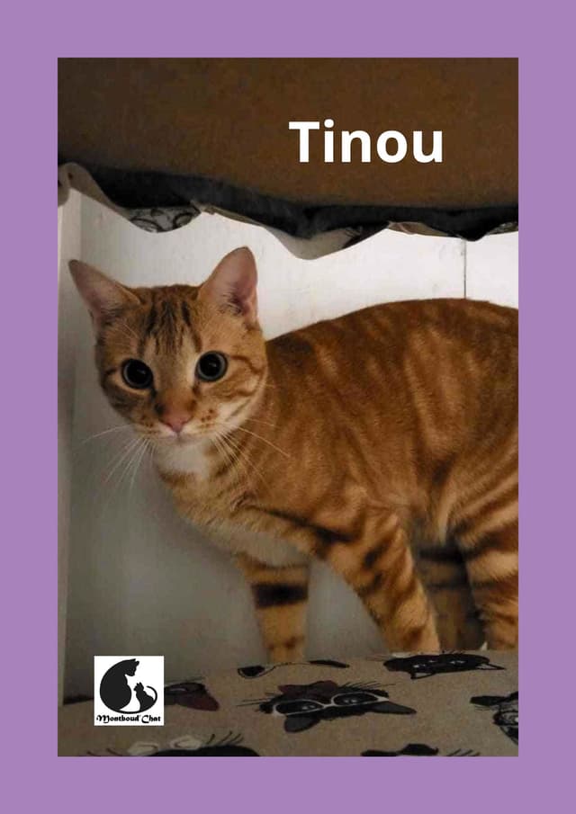 TINOU