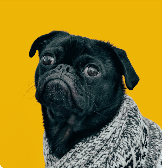 Photo d'un chien habillé d'une écharpe sur fond jaune.
